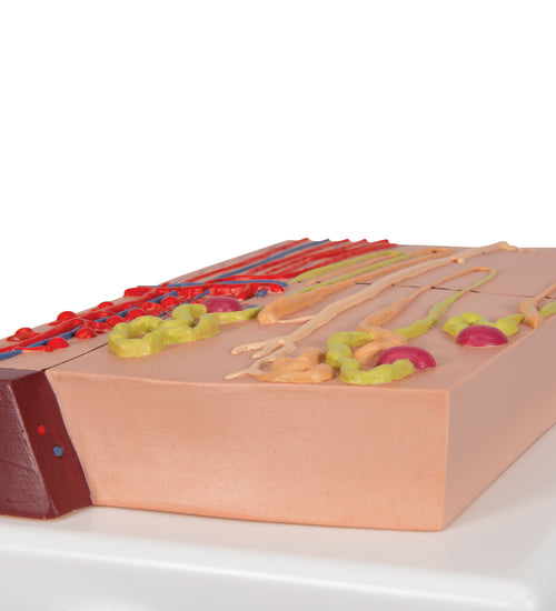 Nephrons and Blood Vessels Model, 120 times Full-Size - 3B Smart Anatomy