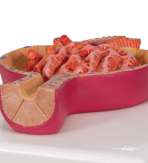 Model of Malpighian Corpuscle of Kidney, 700 times Full-Size - 3B Smart Anatomy