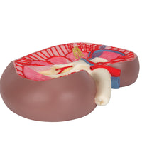 Kidney Section Model, 3 times Full-Size - 3B Smart Anatomy