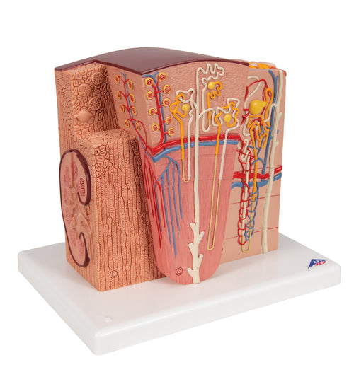 3B MICROanatomy Kidney Model - 3B Smart Anatomy