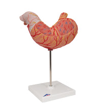 Human Stomach Model, 2 part - 3B Smart Anatomy