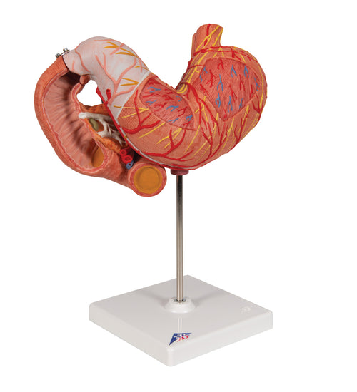 Human Stomach Model, 3 part - 3B Smart Anatomy