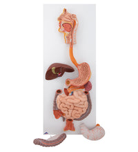 Human Digestive System Model, 3 part - 3B Smart Anatomy