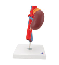 Human Kidneys Model with Vessels - 2 Part - 3B Smart Anatomy