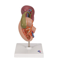 Life-Size Model of Rear Organs of Upper Abdomen - 3B Smart Anatomy