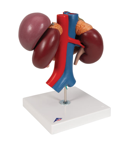 Human Kidneys Model with Rear Organs of Upper Abdomen, 3 part - 3B Smart Anatomy