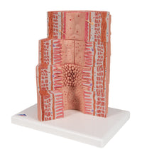 3B MICROanatomy Digestive System Model, 20-times Magnified - 3B Smart Anatomy