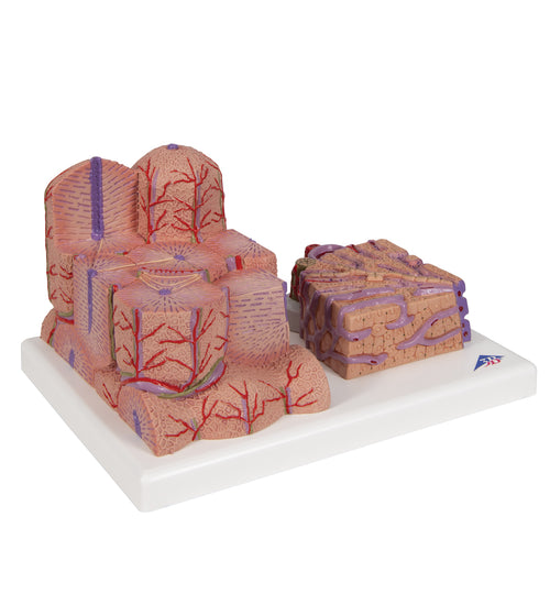 3B MICROanatomy Liver Model - 3B Smart Anatomy