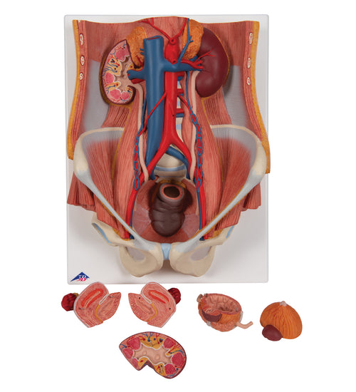 Dual Sex Urinary System Model, 6 part - 3B Smart Anatomy