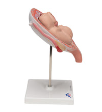 Twin Fetuses Model, 5th Month in Normal Position - 3B Smart Anatomy