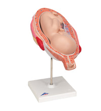 Fetus Model, 7th Month - 3B Smart Anatomy