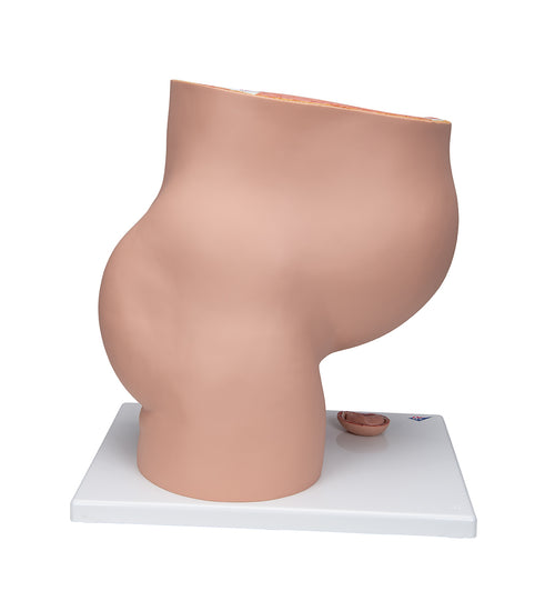 Pregnancy Pelvis Model in Median Section with Removable Fetus (40 weeks), 3 part - 3B Smart Anatomy