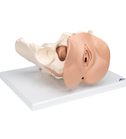 Female Pelvis Skeleton with Genital Organs, 3 part - 3B Smart Anatomy