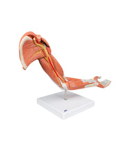 Life-Size Deluxe Muscle Arm Model, 6 part - 3B Smart Anatomy