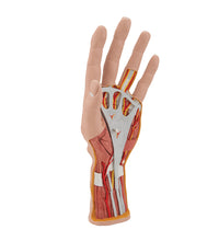 Life-Size Hand Model with Muscles, Tendons, Ligaments, Nerves & Arteries, 3 part - 3B Smart Anatomy