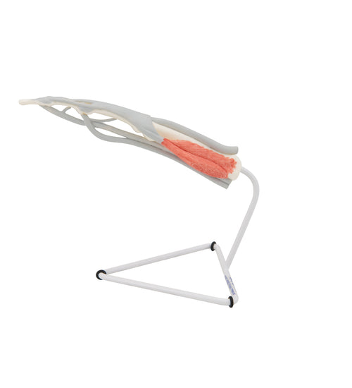 Life-Size Finger Model with Muscles & Tendons - 3B Smart Anatomy