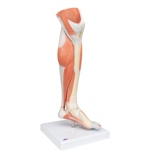 Life-Size Lower Muscle Leg Model with Detachable Knee, 3 part - 3B Smart Anatomy