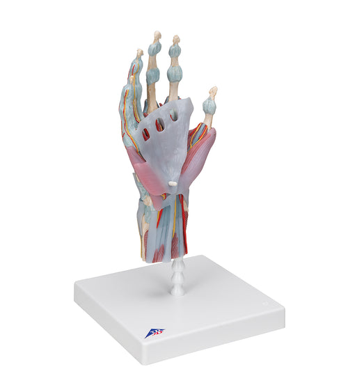 Hand Skeleton Model with Ligaments & Muscles - 3B Smart Anatomy