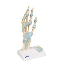 Hand Skeleton Model with Ligaments & Carpal Tunnel - 3B Smart Anatomy