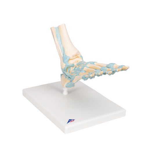 Foot Skeleton Model with Ligaments - 3B Smart Anatomy