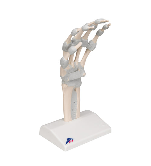 Hand Skeleton Model with Elastic Ligaments - 3B Smart Anatomy