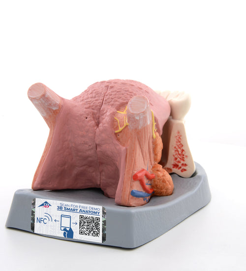 Tongue Model, 2.5 times Life-Size, 4 part - 3B Smart Anatomy
