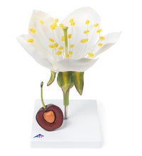 Cherry Blossom with Fruit (Prunus avium) Model