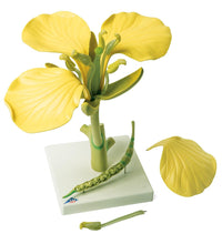 Canola Blossom (Brassica napus ssp. oleifera), Model