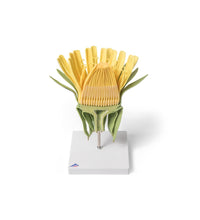 Dandelion Flower (Taraxum officinale), Model
