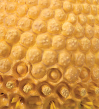 Chamomile Blossom (Matricaria chamomilla) Model