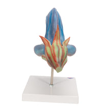 Meadow Clary Blossom (Salvia pratensis), Model