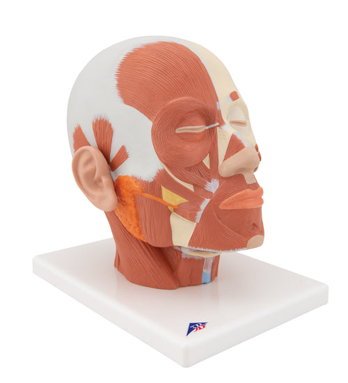 Head Musculature Model - 3B Smart Anatomy