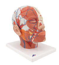 Head Musculature Model with Blood Vessels - 3B Smart Anatomy