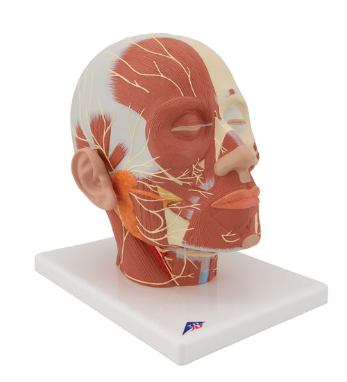 Head Musculature Model with Nerves - 3B Smart Anatomy