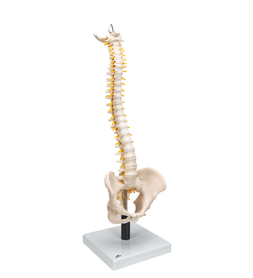 Flexible Human Spine Model with Soft Intervertebral Discs - 3B Smart Anatomy