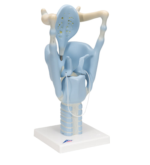 Functional Human Larynx Model, 3 times Full-Size - 3B Smart Anatomy