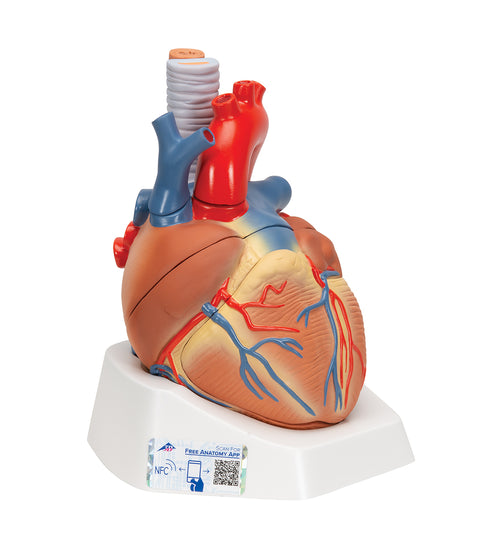 Human Heart Model, 7 part - 3B Smart Anatomy