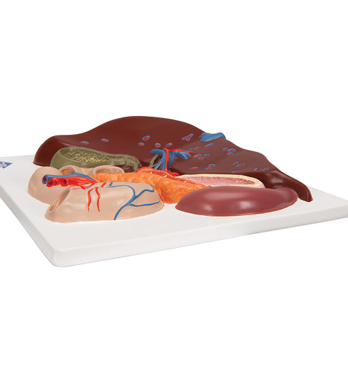 Liver Model with Gall Bladder, Pancreas & Duodenum - 3B Smart Anatomy