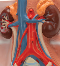 Male Urinary System Model, 3/4 Life-Size - 3B Smart Anatomy