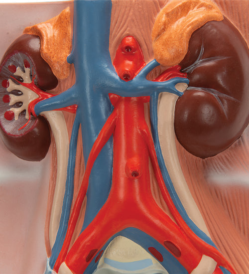 Male Urinary System Model, 3/4 Life-Size - 3B Smart Anatomy