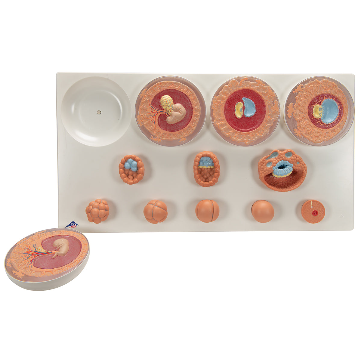Embryonic Development Model in 12 Stages - 3B Smart Anatomy