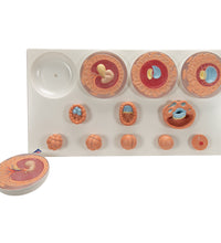 Embryonic Development Model in 12 Stages - 3B Smart Anatomy