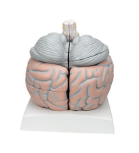 Giant Human Brain Model, 2.5 times Full-Size, 14 part - 3B Smart Anatomy