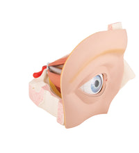 Human Eye Model, 5 times Full-Size, 12 part - 3B Smart Anatomy