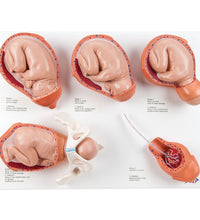 Intro to Obstetrics Lab Basic Set
