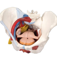 Intro to Gynecology Lab Set