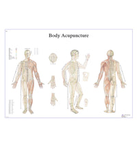 Male Acupuncture, L ear model, body and ear chart