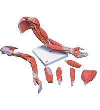 Upper Intramuscular Injection Training Set