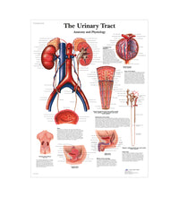Dual Sex Catheterization Basic Set