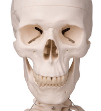 Human Skeleton Model Stan on Hanging Stand - 3B Smart Anatomy